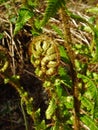 Bracken frond unfurling-circinate vernation Royalty Free Stock Photo