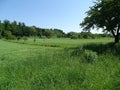 Typical field of fruit trees and vegetables spotted in Germany