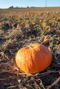 typical field of pumpkin