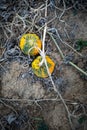 typical field of pumpkin