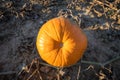 typical field of pumpkin