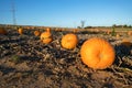 typical field of pumpkin