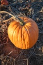 typical field of pumpkin