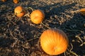 typical field of pumpkin