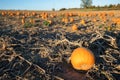 typical field of pumpkin