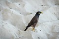 Typical Fijian bird in Mana Island, Fiji