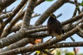 Typical Fijian bird in Mana Island, Fiji