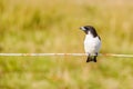 Typical Fijian bird in Mana Island, Fiji