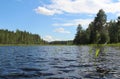 Typical Finnish nature fir woods near lake