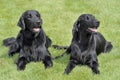 Typical Flat Coated Retriever in the garden