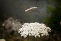 Typical flower of the region of Asturias, Spain.