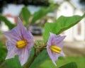 Special flower from vegetable in Thailand