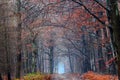 A typical forest path leading through a beautiful autumn forest.