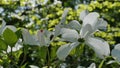 Typical four petal white flowers of Flowering Dogwood tree, latin name Cornus Florida Royalty Free Stock Photo