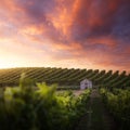 French vineyard at sunset Royalty Free Stock Photo