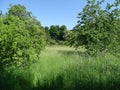 Typical German orchard with high grass and different types of fruit trees