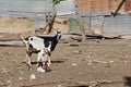 A Typical Goat Pen in Antigua Barbuda Royalty Free Stock Photo