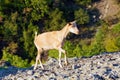 Typical Greek goats grazing on the rock formations of Meteora