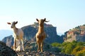 Typical Greek goats roam free on the rock formations of Meteora with the Monasteries in the background