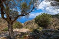 Typical Greek landscape, hill with fresh spring bushes. Big olive tree, paved rocky path. Blue sky, clouds. Sea in Royalty Free Stock Photo