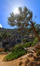 Typical Greek landscape, mountains, spring, bushes, rocky road. Olive tree shot against sun. Clear blue sky. Akrotiri