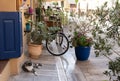 Typical Greek street with blue shutters, flower pots and street cats