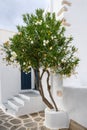 Typical Greek vegetation in the streets Royalty Free Stock Photo