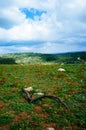 Holy Land Series - Israeli Winter scene 5