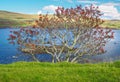 Typical green meadows and seaside of Isle of Skye, Scotland, on a sunny beautiful day of summer. Bright green and blue