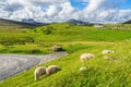 Typical green Scottish landscape with grazing sheep, north west Scotland