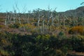 Typical high altitude terrain and vegetation at Mount Field national park on Tasmania, Australa. White trees and branches with