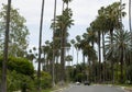 Typical high palm trees on Beverly Glen Boulevard, Los Angeles - California