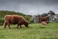 Typical Highlands cattle in Scotland Royalty Free Stock Photo