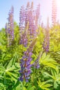 Typical Iceland landscape with lupine flowers field. Summer time