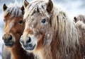 Typical Icelandic horse in winter landscape with falling snow. AI generated Royalty Free Stock Photo