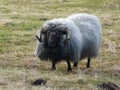Typical Icelandic sheep
