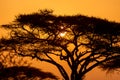 Typical iconic african sunset with acacia tree in Serengeti, Tanzania Royalty Free Stock Photo