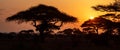 Typical iconic african sunset with acacia tree in Serengeti, Tanzania. Banner wide format