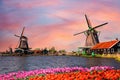 Typical iconic landscape in the Netherlands, Europe. Traditional old dutch windmills with house near river with tulips flowers Royalty Free Stock Photo