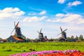 Typical iconic landscape in the Netherlands, Europe. Traditional windmills with tulips flowers flowerbed in Zaanse Schans village Royalty Free Stock Photo