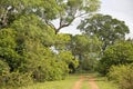 Idyllic rural road through forest in the Pantanal Wetlands, Mato Grosso, Brazil Royalty Free Stock Photo