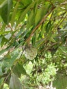 The typical Indonesian fruit of the srikaya fruit tree is round, bumpy