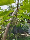 The typical Indonesian fruit of the srikaya fruit tree is round, bumpy