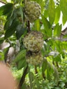 The typical Indonesian fruit of the srikaya fruit tree is round, bumpy