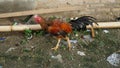 A typical Indonesian rooster is kept in the yard