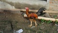 A typical Indonesian rooster is kept in the yard