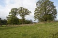 Typical Irish countryside with oak trees and stone walls