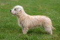 Typical Irish Glen Terrier on a green grass lawn Royalty Free Stock Photo