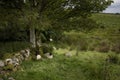 Sheep under a tree in Ireland