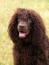 Typical Irish Water Spaniel on a green grass lawn Royalty Free Stock Photo